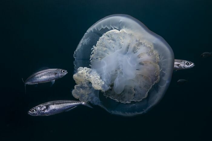 Gran medusa flotando junto a peces pequeños, captada en fotos de fauna del mundo natural.