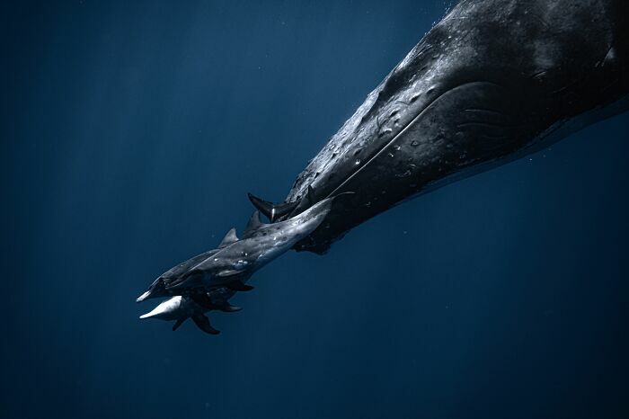 Enorme ballena nadando en las profundidades del océano, destacada en fotos de fauna marina.
