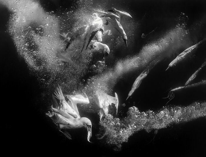 Aves marinas zambulléndose bajo el agua rodeadas de burbujas, impresionante ejemplo de fotos de fauna.