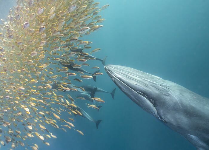 Fotos de fauna de una ballena nadando junto a un gran banco de peces en el océano