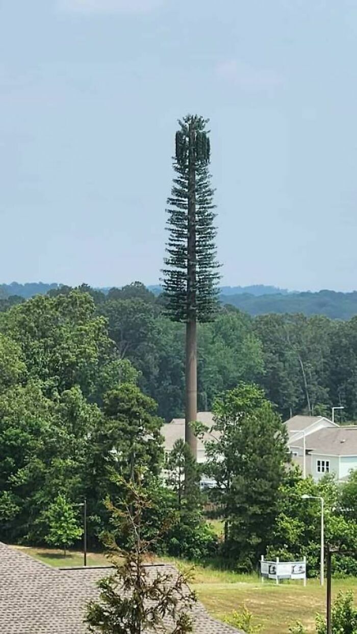 Una torre de telefonía disfrazada de árbol gigantesco que destaca por sus fallos de construcción en el diseño.