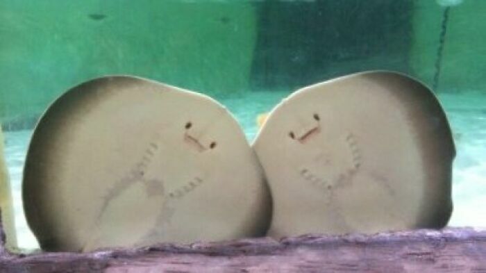 Manta rayas sonrientes en un acuario, parte de las imágenes reconfortantes.