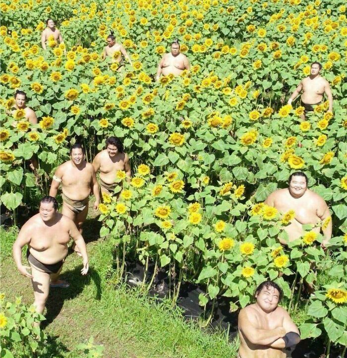 Luchadores de sumo posando en un campo de girasoles para alegrarte el día.