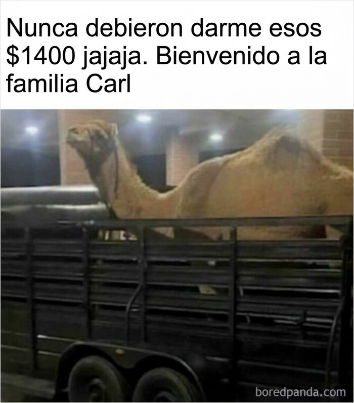 Meme gracioso de un camello en un remolque para alegrarte un poco el día.