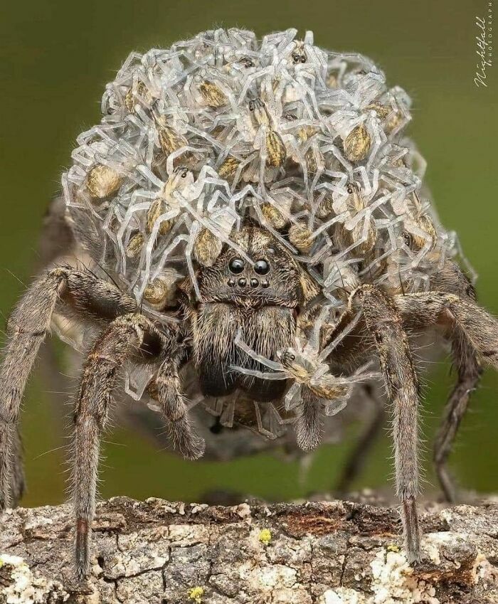 Madre araña llevando a sus crías en la espalda, imágenes reconfortantes de la naturaleza.