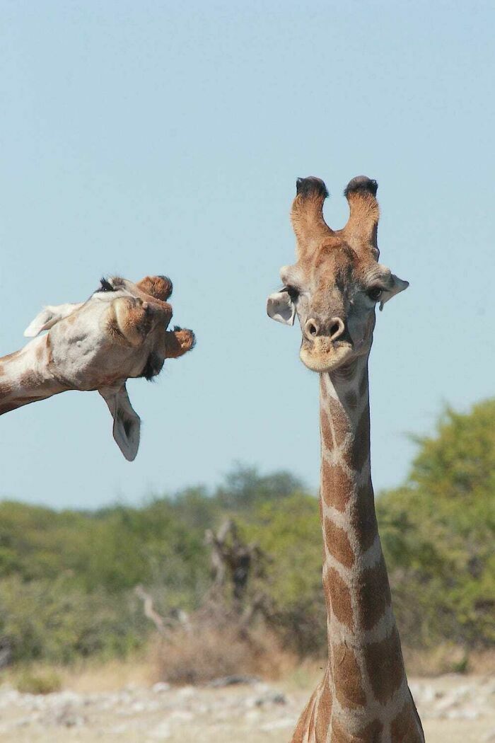 Dos jirafas posando en el fondo, una de las fotos divertidas con animales en primer plano.