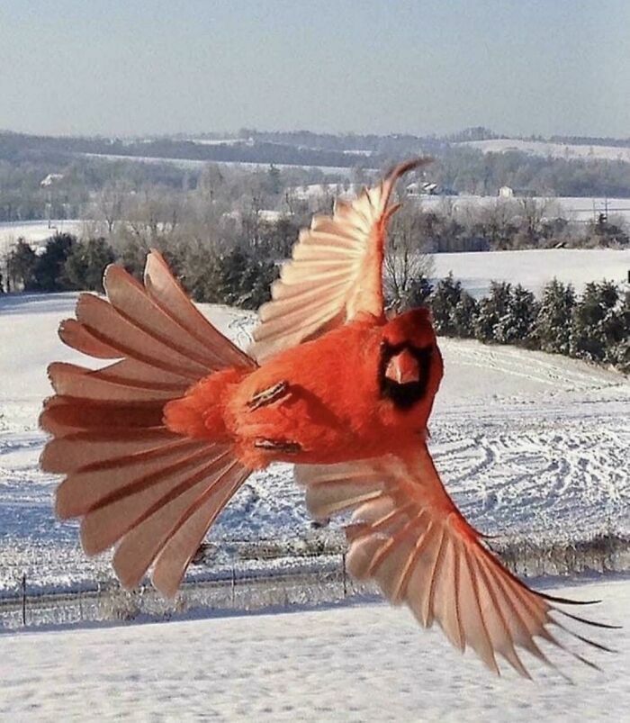 Pájaro cardenal volando en el fondo de una escena nevada, ejemplo de fotos divertidas y curiosas.