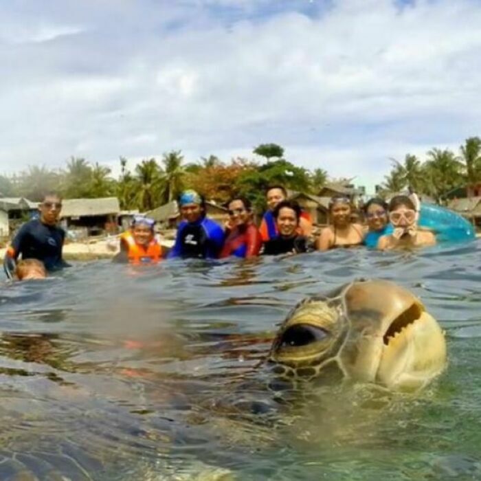 Divertidas fotos de personas nadando con una tortuga gigante en primer plano mirando a la cámara.