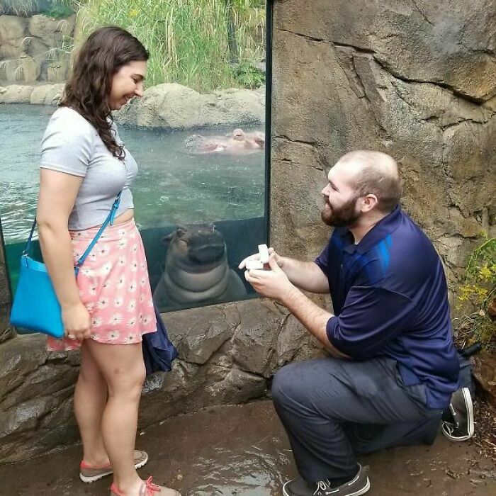 Divertidas fotos de una propuesta de matrimonio donde el hipopótamo en el fondo se roba el show.
