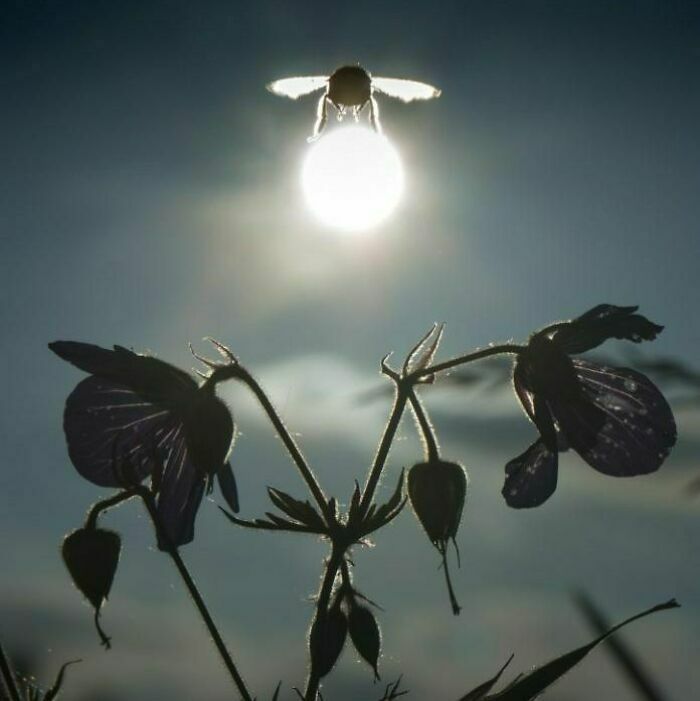 Una abeja frente al sol crea una imagen sorprendente en esta lista de divertidas fotos con fondo genial.