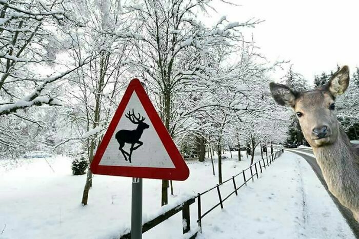 Ciervo asomándose junto a una señal de ciervos en la nieve, fotos divertidas.