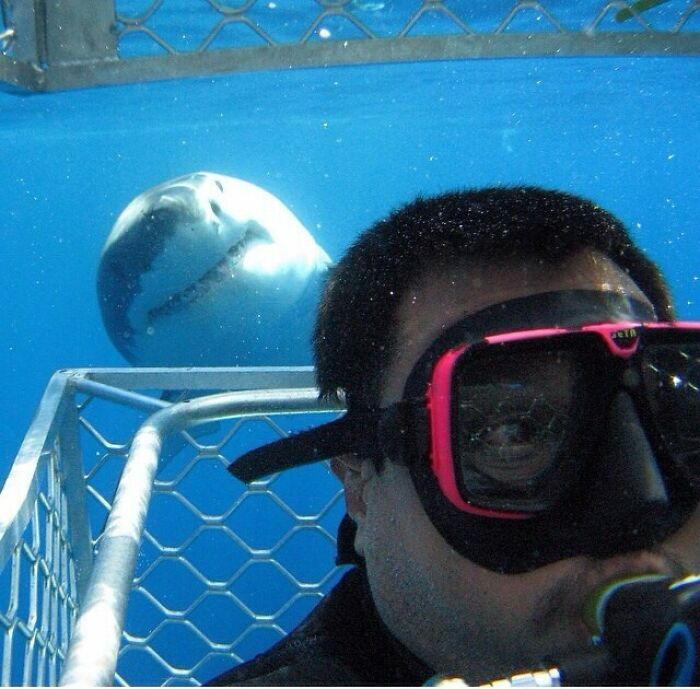 Selfie de buzo en una jaula con un gran tiburón blanco de fondo, una de esas divertidas fotos.