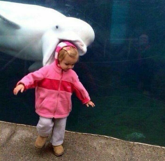 Una de las fotos divertidas donde una beluga en el fondo parece morder a una niña en primer plano.