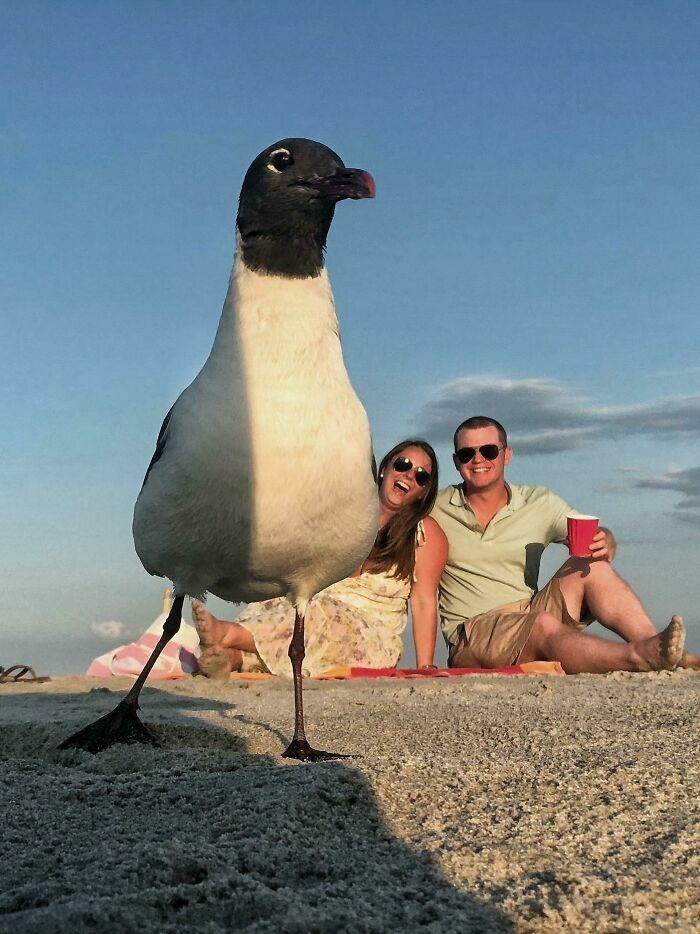 Una gaviota gigante en primer plano tapando a una pareja en la playa en divertidas fotos improvisadas.