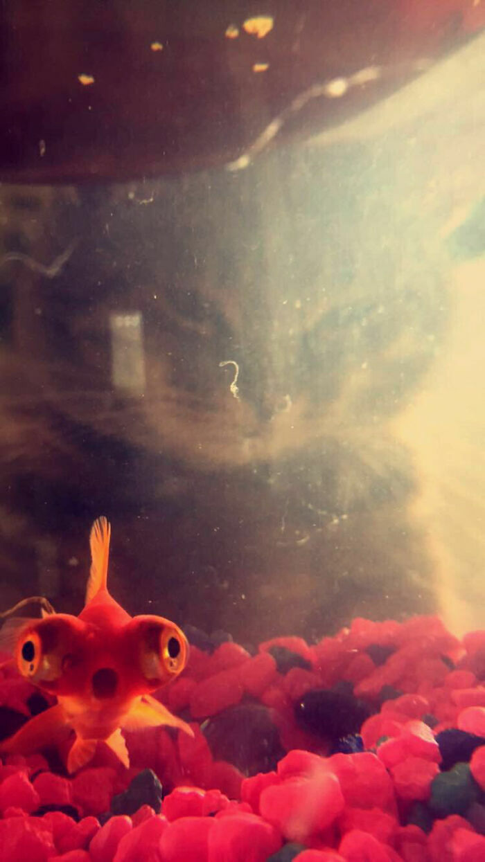 Pez dorado en acuario con la sombra de un gato al fondo en fotos divertidas