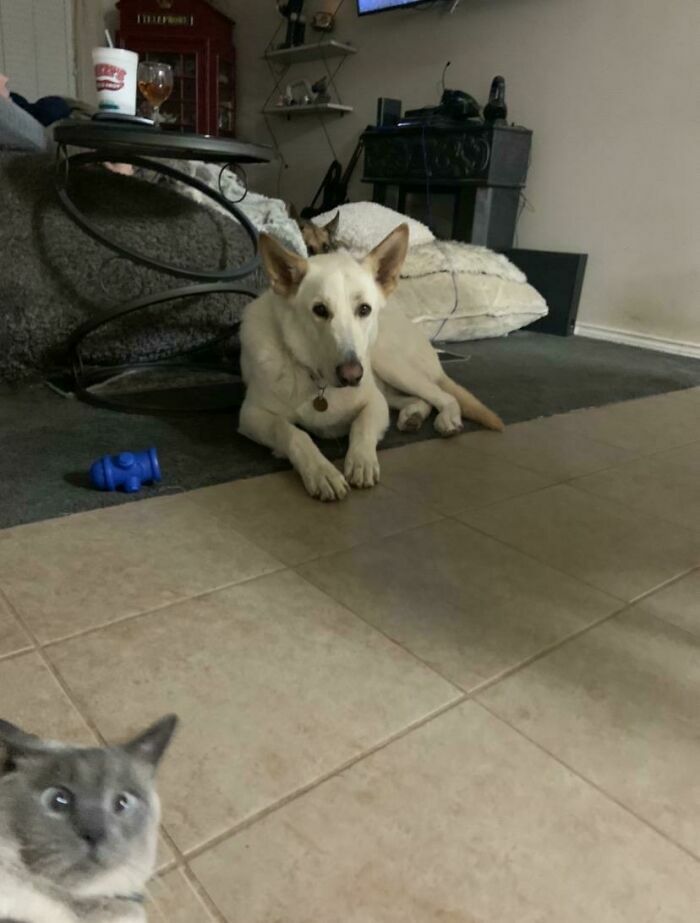 Perro blanco descansando mientras un gato curioso domina el fondo en fotos divertidas