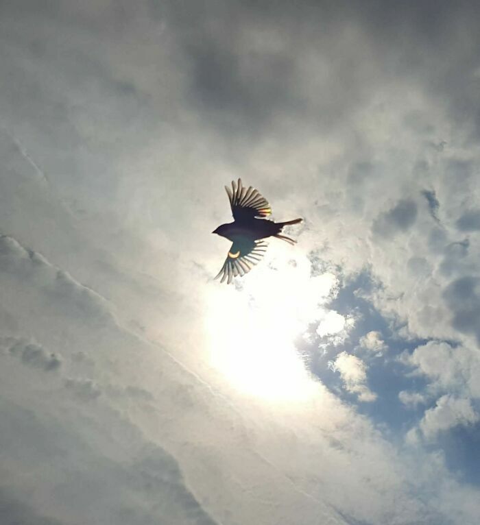 Pájaro volando contra el sol en una de esas fotos divertidas con fondo sorprendente