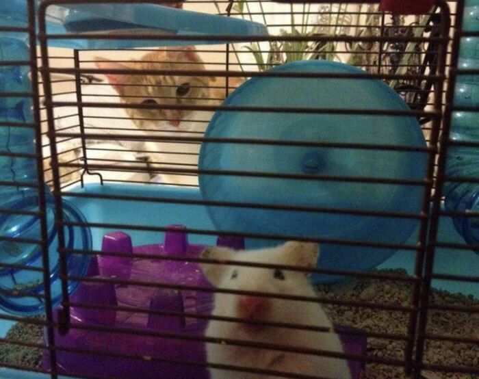 Hamster en jaula con gato curioso en el fondo detrás, foto divertida de fondo