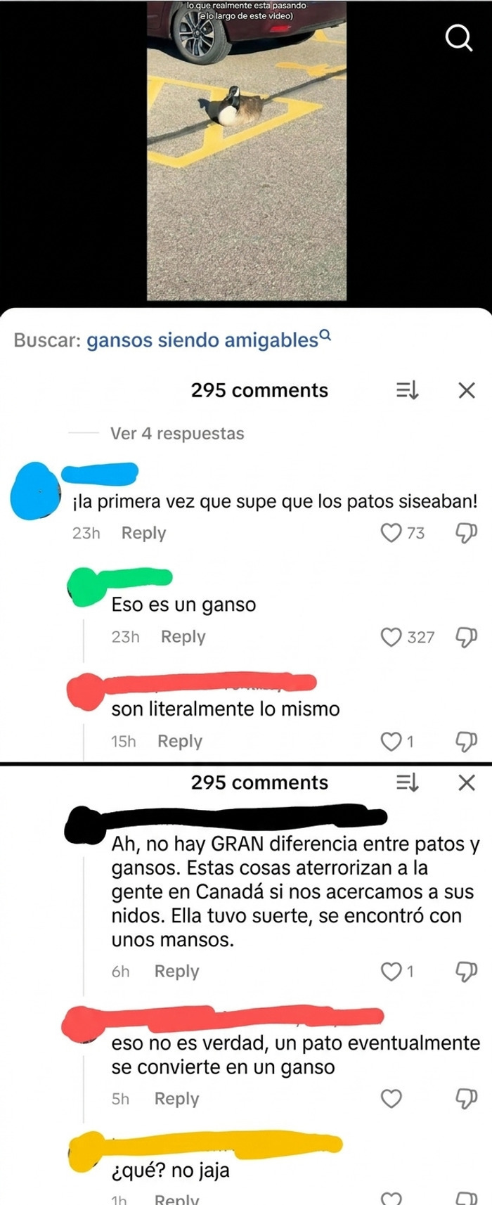 Comentarios absurdos sobre patos y gansos, personas demostrando ignorancia en TikTok.