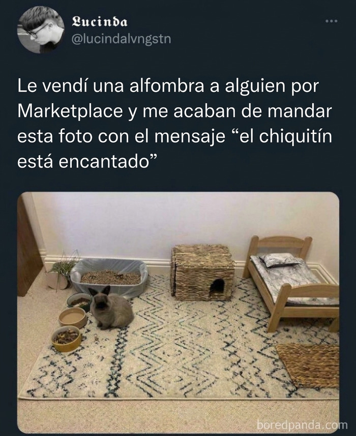 Publicaciones reconfortantes con la foto de un pequeño conejo disfrutando de su nueva alfombra y cama en miniatura.