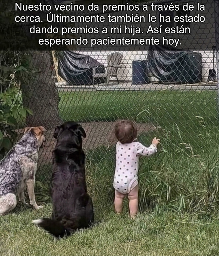 Publicaciones reconfortantes: Niña y dos perros esperando en la cerca para recibir premios de su vecino.