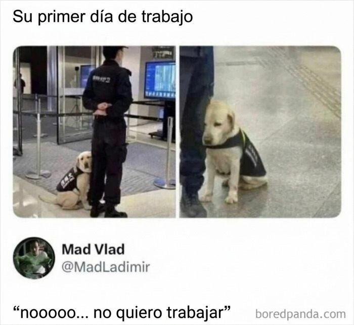 Perro de seguridad en su primer día para reír un rato con memes