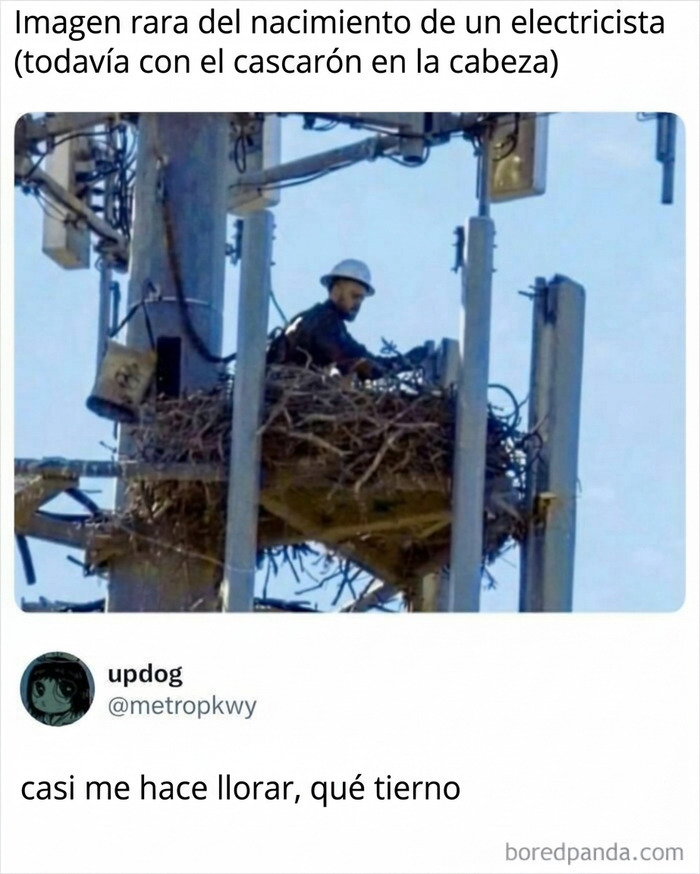 Meme gracioso de un electricista trabajando en un nido, ideal como memes para olvidar los problemas y reír un rato.
