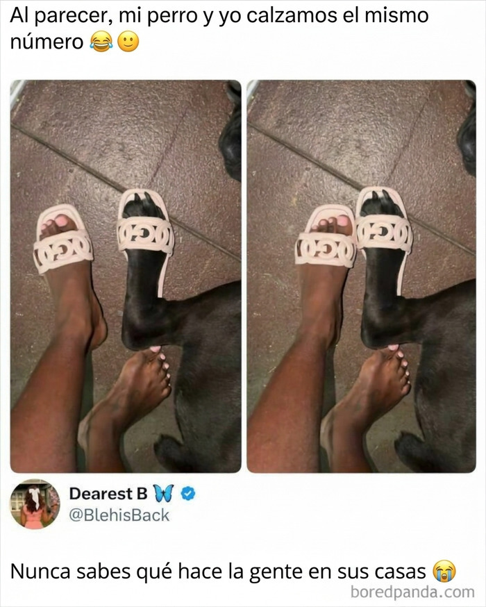 Meme divertido de un perro usando sandalias iguales a las de su dueño para reír un rato.