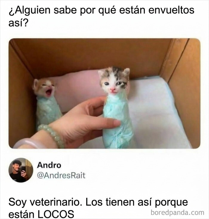 Gatitos envueltos en tela azul en un meme gracioso para reír.