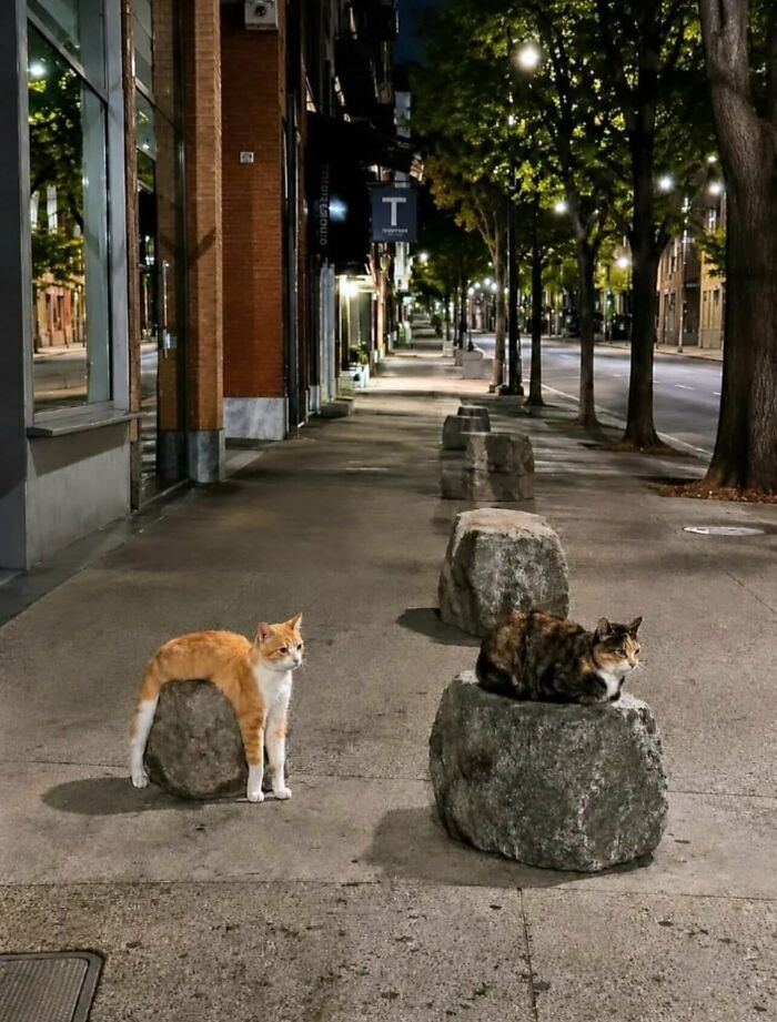 Dos gatos descansando sobre rocas en la acera, un ejemplo de imágenes sin contexto divertidas.