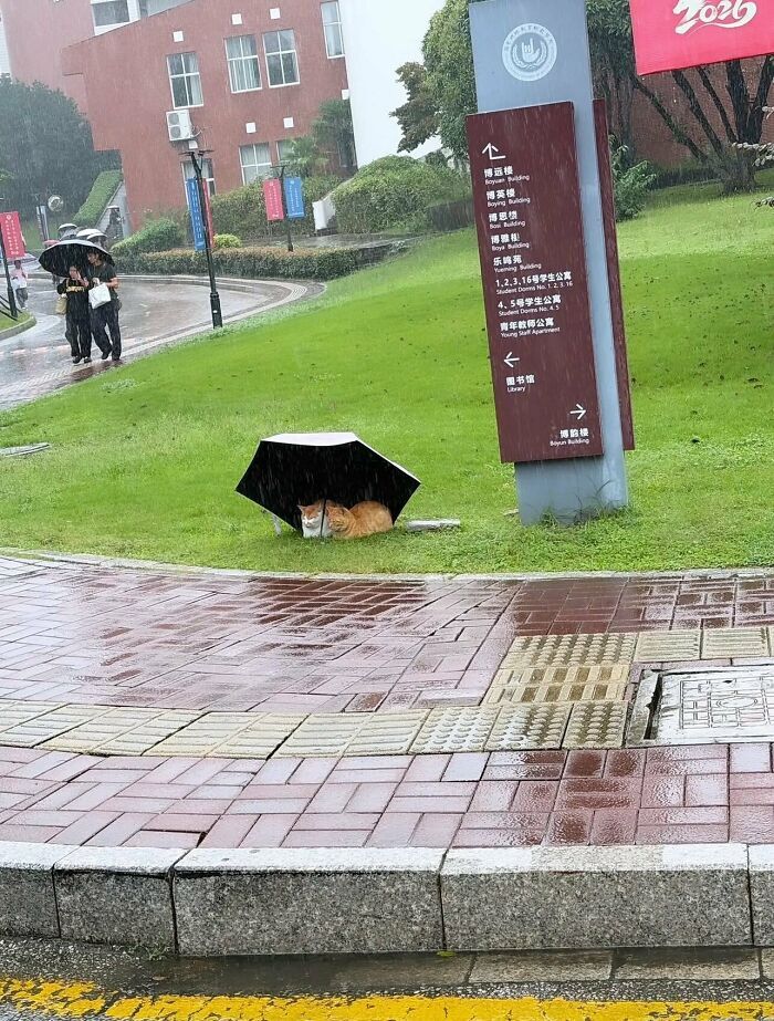 Dos gatos refugiándose de la lluvia bajo un paraguas en un parque, ejemplo de imágenes y memes sin contexto.