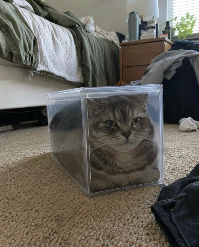 Un gato encerrado en una caja transparente de plástico, una de las imágenes y memes sin contexto más divertidas.