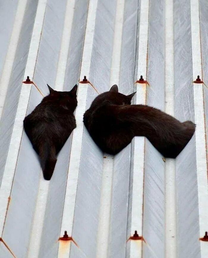 Dos gatos negros descansando en un techo acanalado, ejemplo de imágenes y memes sin contexto muy extraños.