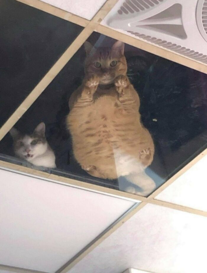 Gatos mirando hacia abajo desde un techo de cristal transparente, una imagen divertida de memes sin contexto.