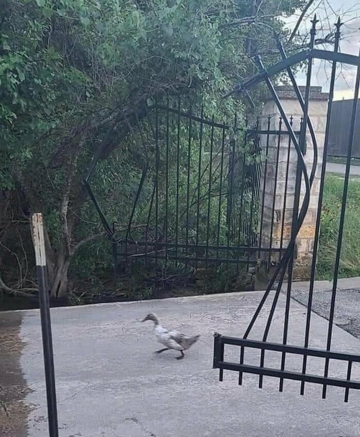 Pato corriendo por una puerta metálica rota, un ejemplo de memes sin contexto divertidos.