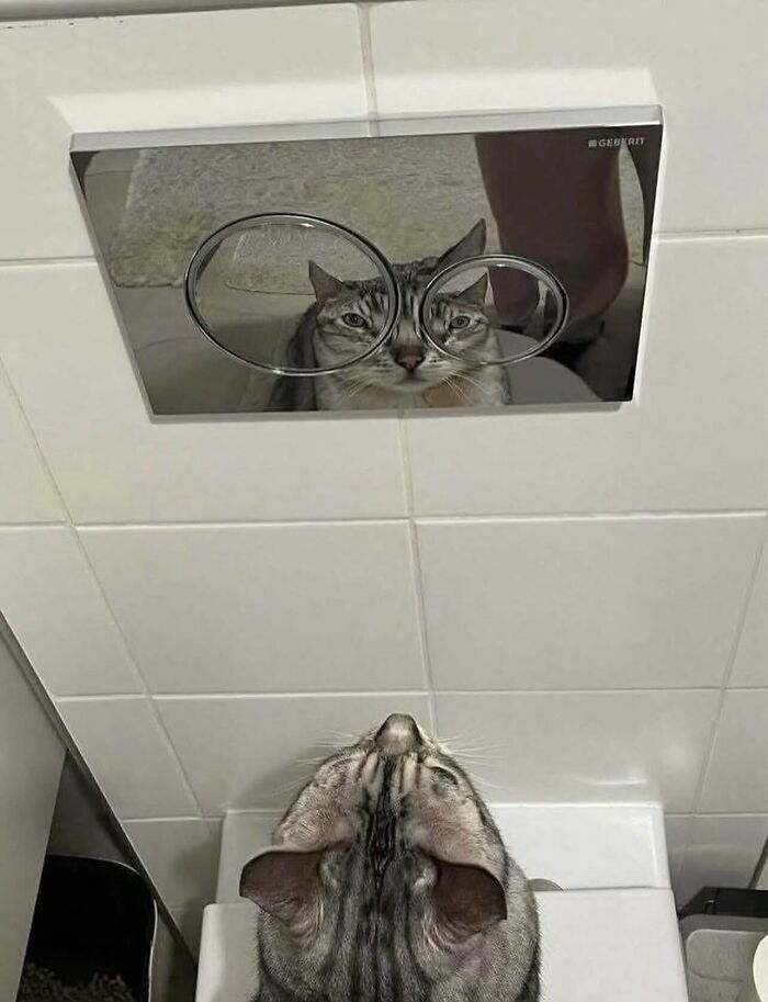 Reflejo de un gato en el botón del inodoro, parte de la colección de imágenes sin contexto.