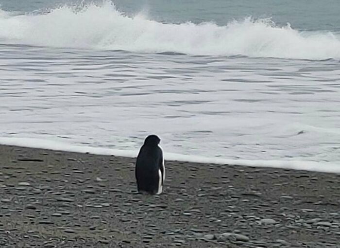 Imágenes sin contexto de un pingüino solitario contemplando el mar en la playa