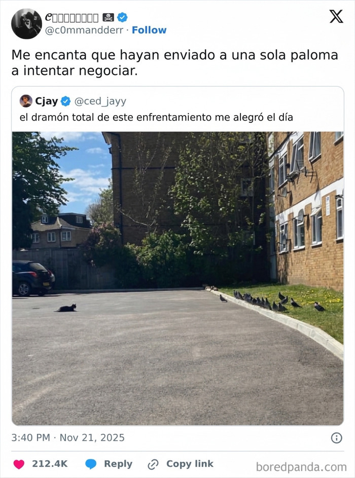 Tuits divertidos sobre una paloma que intenta negociar en un divertido enfrentamiento urbano.