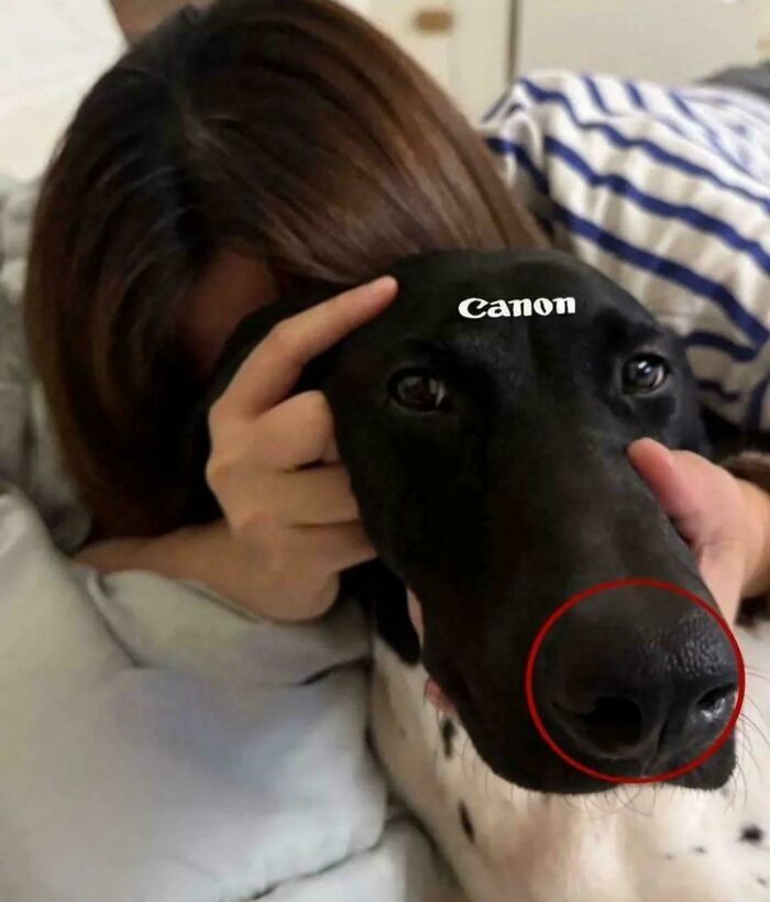 Perro con la palabra Canon y su nariz circulada, una divertida broma entre mentiras ridiculas publicadas en internet.