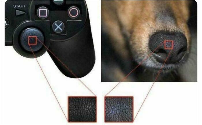 Meme divertido con mentiras ridículas comparando la textura de un mando con la nariz de un perro.