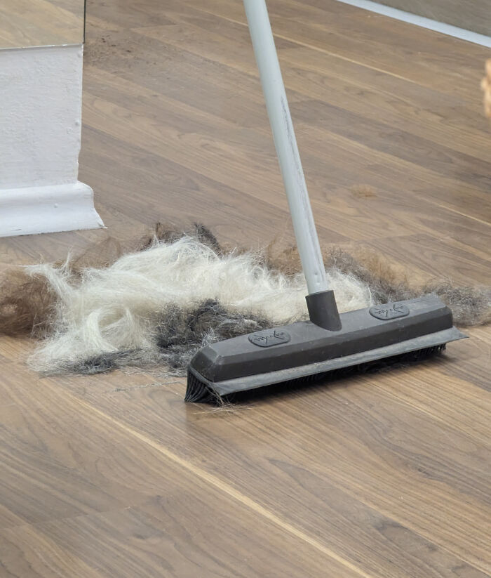Gran cantidad de pelo de mascota barrido con un cepillo sobre piso de madera, una de las mentiras ridículas.