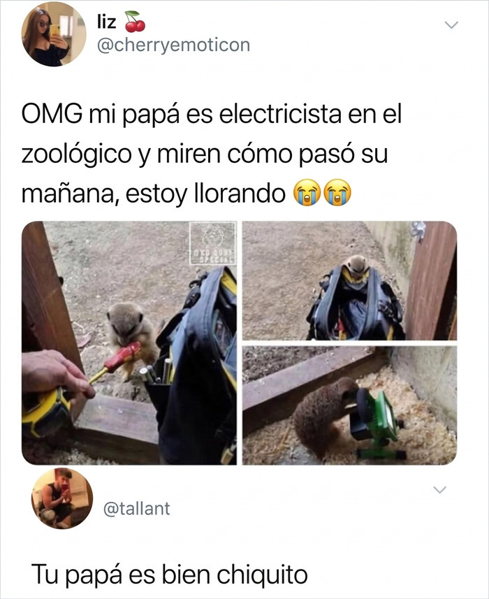 Suricata interactuando con herramientas de trabajo en uno de los memes divertidos.