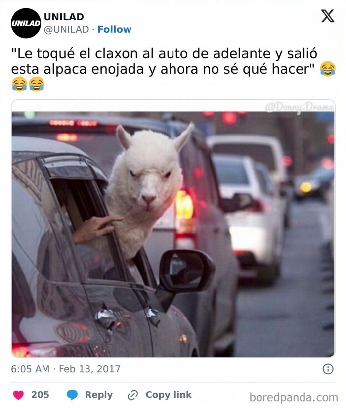 Una alpaca enojada asomándose por la ventana de un auto en tráfico, parte de memes divertidos para alegrarte el día.