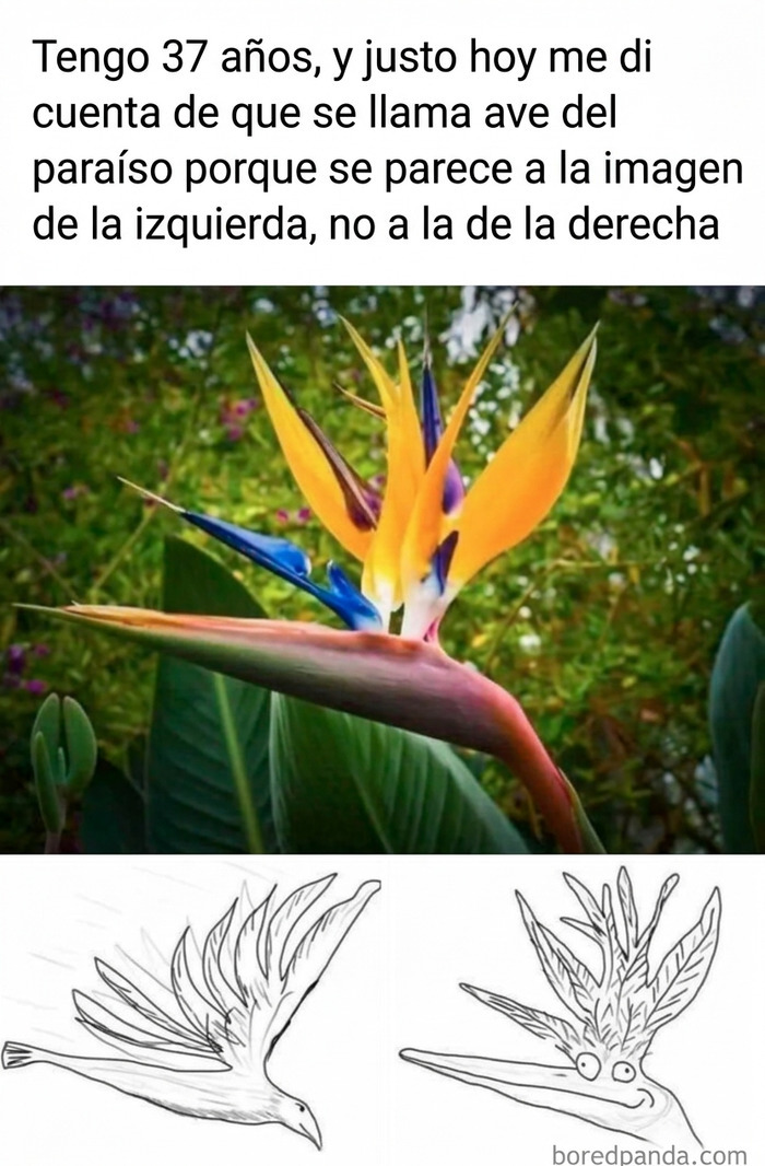 Ilustración de la flor ave del paraíso comparada con un pájaro en memes divertidos para hacerte sonreír