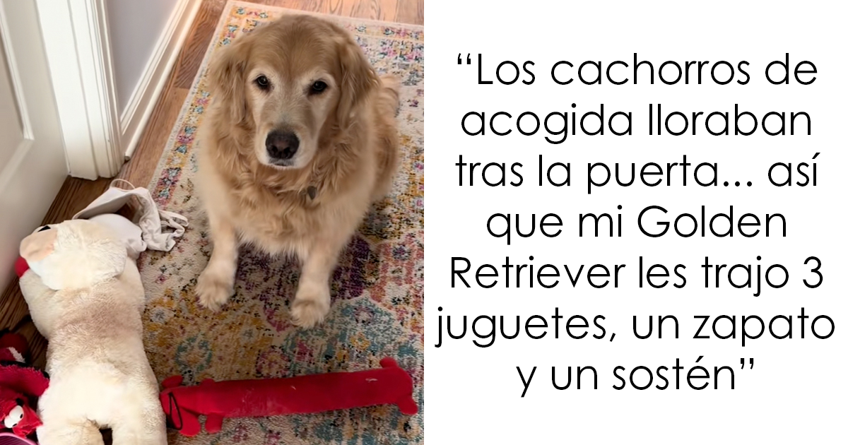 Esta Golden Retriever se gana los corazones de todo el mundo con sus labores de niñera