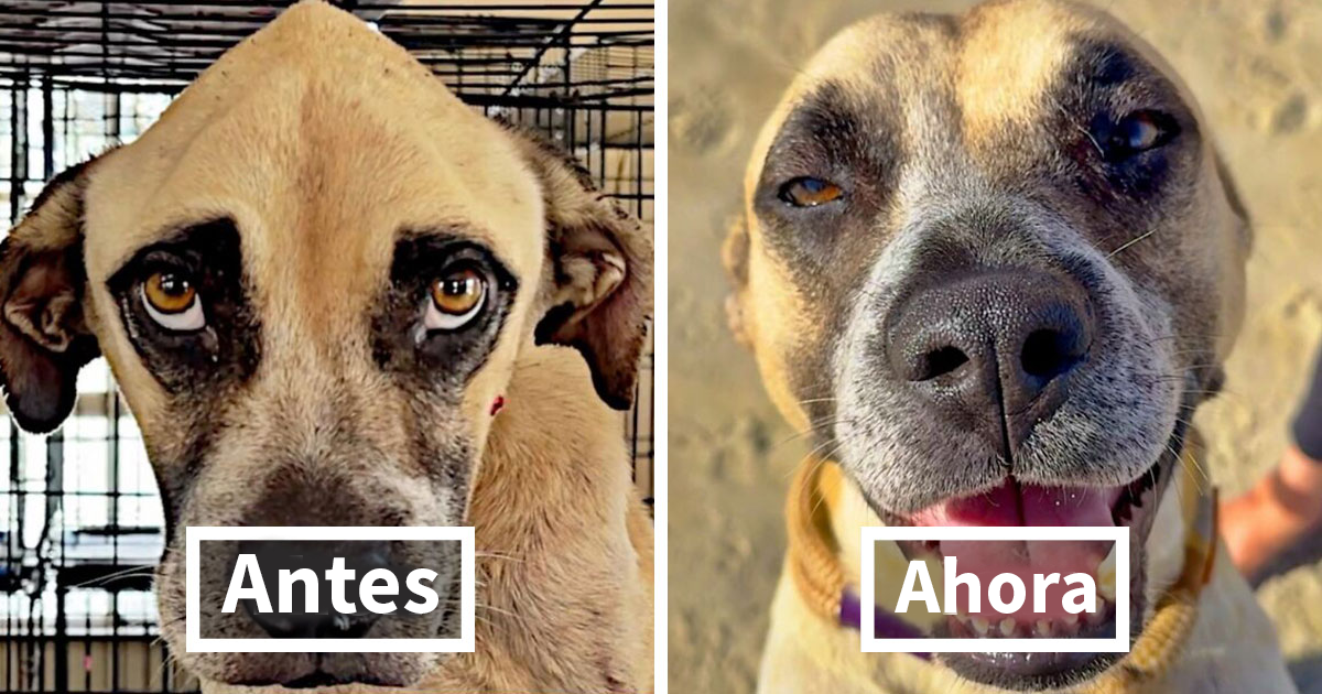 39 Conmovedoras fotos de perros antes y después de ser adoptados mostrando como cambian sus vidas