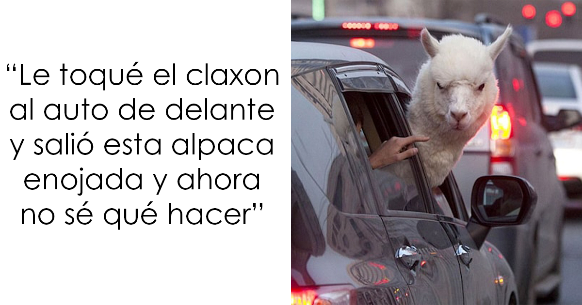 22 Memes divertidos sobre cualquier cosa para alegrarte el día